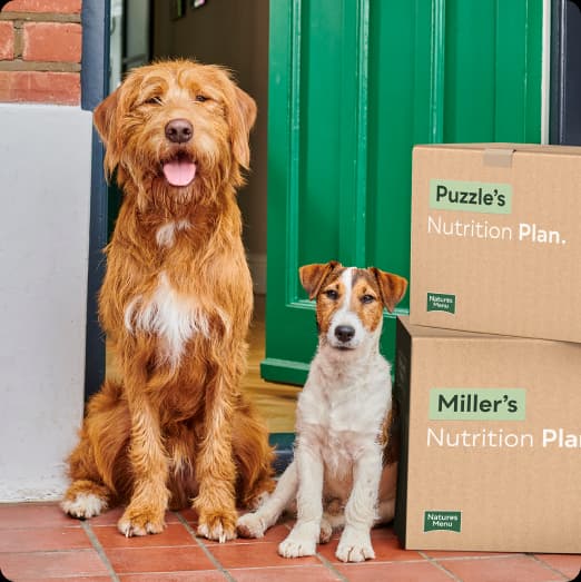 Dogs with Nature's Menu delivery boxes
