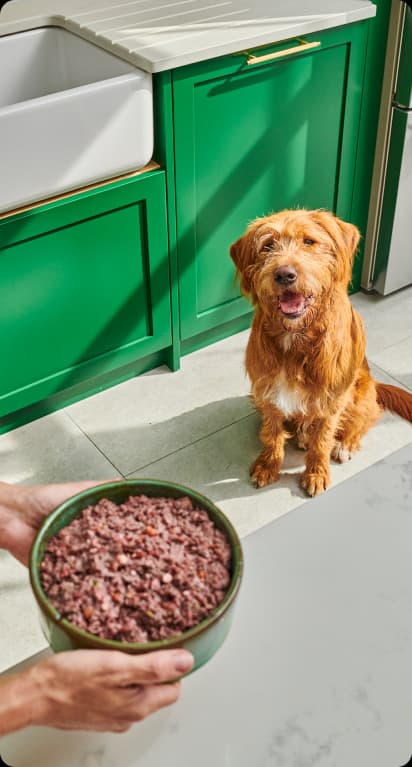 Dog with nutrition plan food